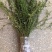 迎春花苗迎春花植物迎春苗迎春花迎春花花苗迎春苗庭院