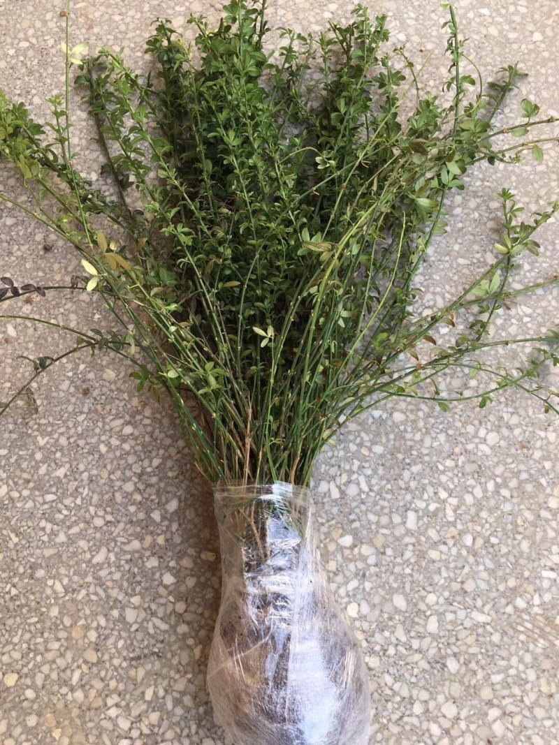 迎春花苗迎春花植物迎春苗迎春花迎春花花苗迎春苗庭院
