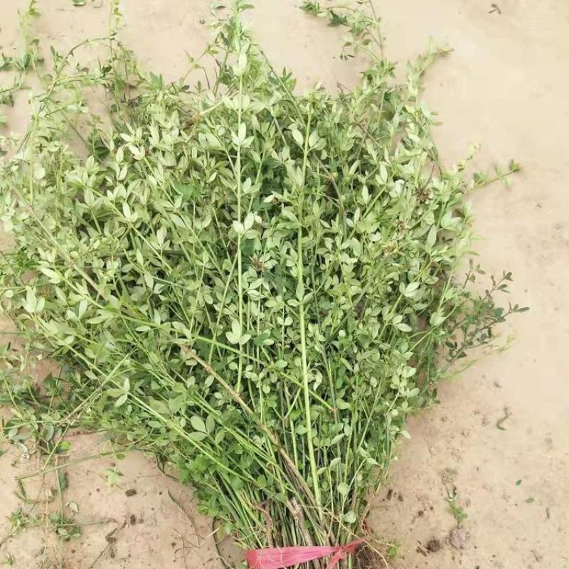迎春花苗迎春花植物迎春苗迎春花迎春花花苗迎春苗庭院