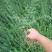 迎春花苗迎春花植物迎春苗迎春花迎春花花苗迎春苗庭院