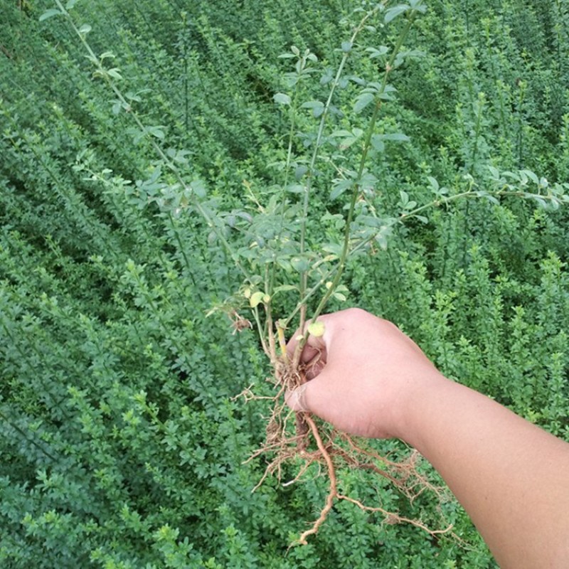 迎春花苗迎春花植物迎春苗迎春花迎春花花苗迎春苗庭院