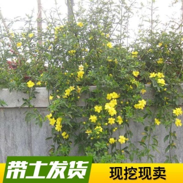 迎春花迎春花植物迎春迎春花迎春花迎春庭院