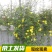 迎春花迎春花植物迎春迎春花迎春花迎春庭院