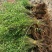 迎春花迎春花植物迎春迎春花迎春花迎春庭院