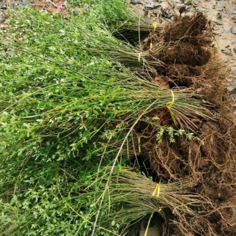 迎春花迎春花植物迎春迎春花迎春花迎春庭院
