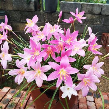 优选风雨兰种球重瓣韭菜兰兰花室内阳台庭院花坛种植耐寒花卉