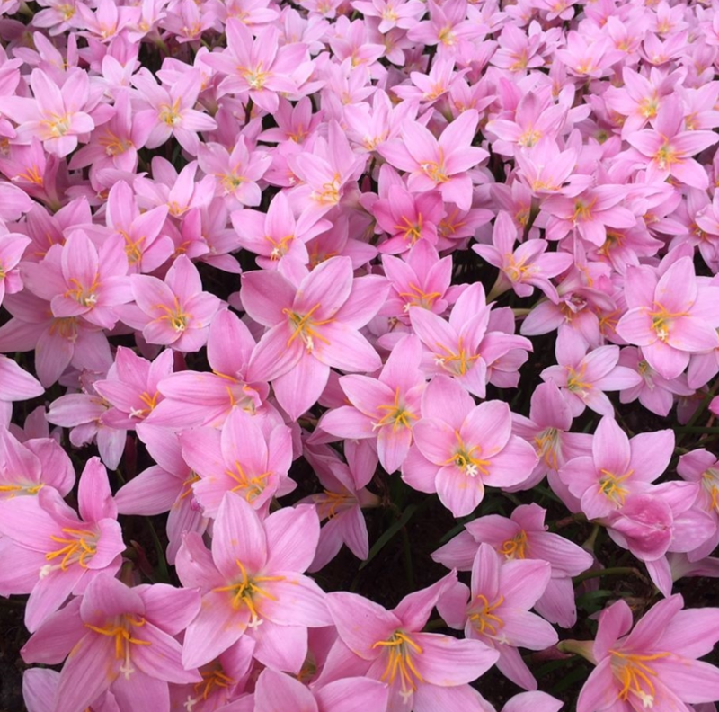 优选风雨兰种球重瓣韭菜兰兰花室内阳台庭院花坛种植耐寒花卉