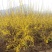 连翘树苗庭院绿化苗花卉植物连翘花苗黄老虎花苗地栽盆栽当年