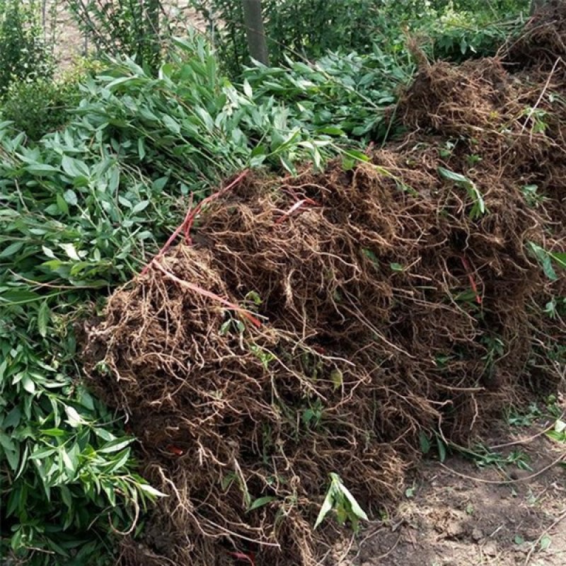 连翘树苗庭院绿化苗花卉植物连翘花苗黄老虎花苗地栽盆栽当年