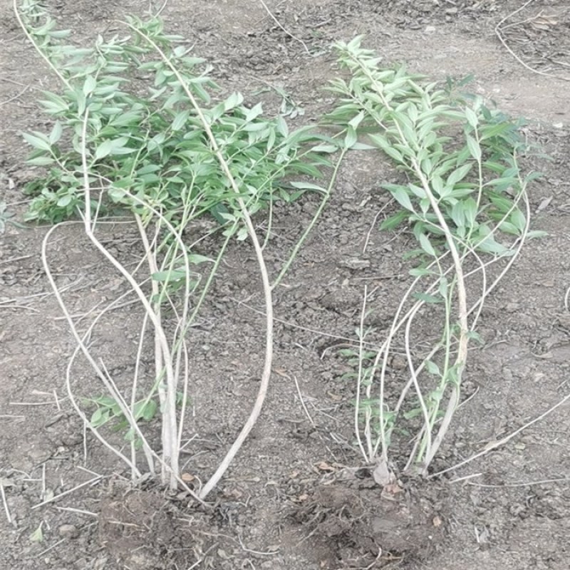连翘树苗庭院绿化苗花卉植物连翘花苗黄老虎花苗地栽盆栽当年