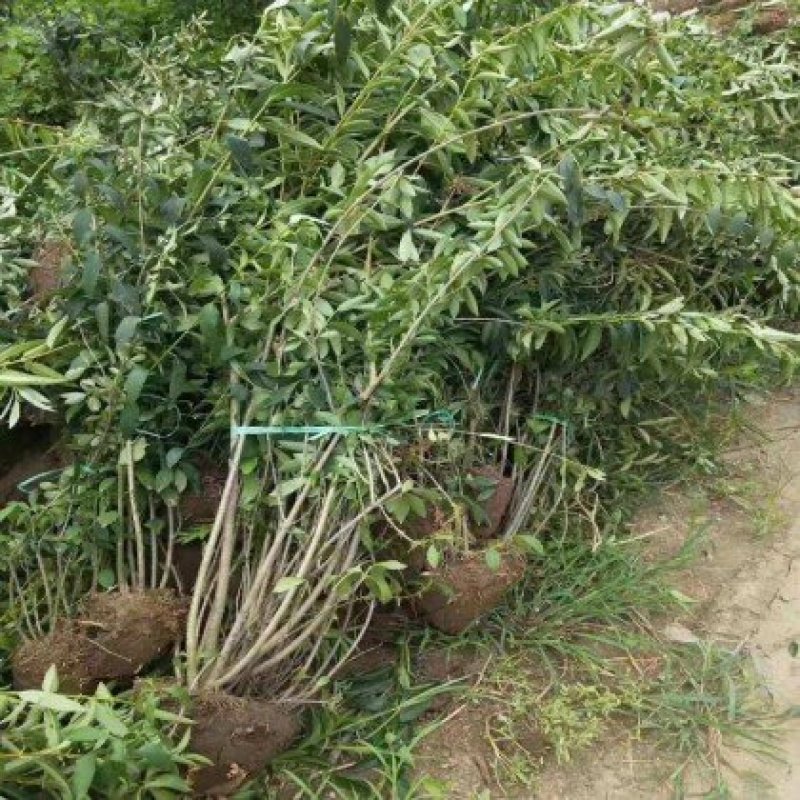 连翘树苗庭院绿化苗花卉植物连翘花苗黄老虎花苗地栽盆栽当年