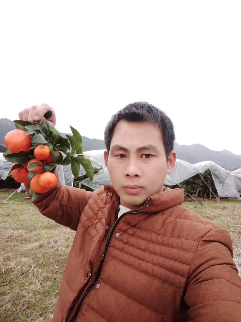 广西恭城产地大量供应精品优质纯甜无籽砂糖桔，量大从优
