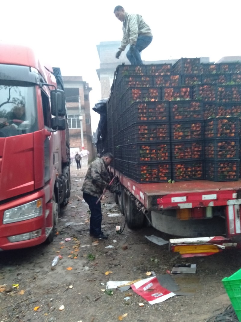 广西恭城产地大量供应精品优质纯甜无籽砂糖桔，量大从优