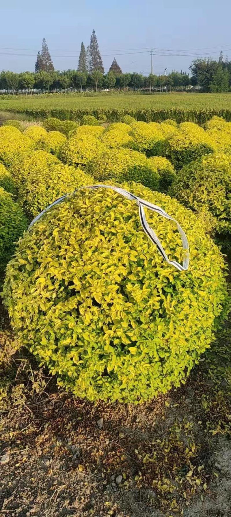 金叶女贞苗小叶女贞树苗庭院别墅绿化苗木篱笆植物灌木包活包