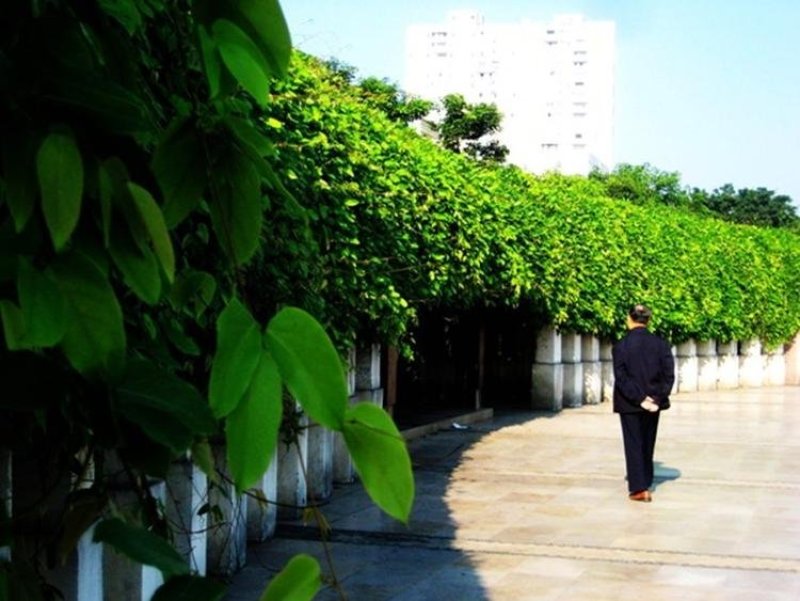新采油麻藤种子爬藤种子牛马藤种子护坡固土常绿油麻藤