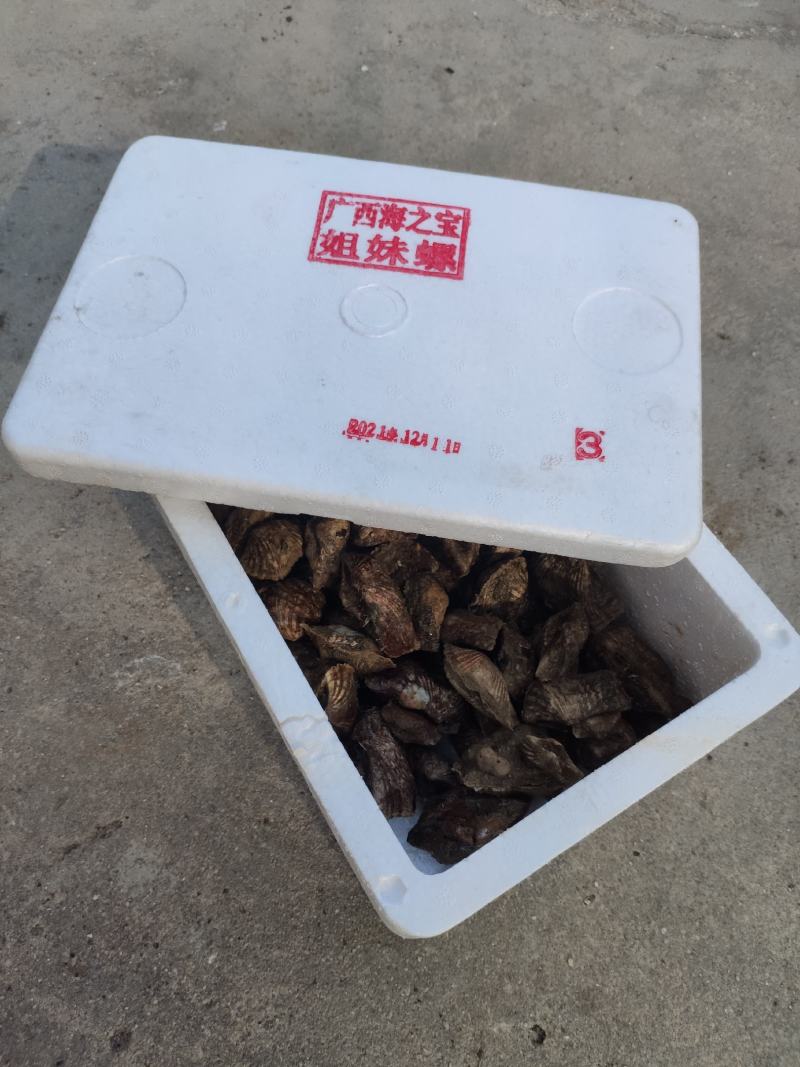 姐妹螺，网红爆品螺，适合团购，清蒸，酒店