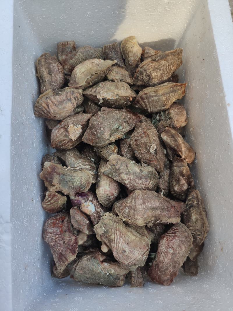 姐妹螺，网红爆品螺，适合团购，清蒸，酒店