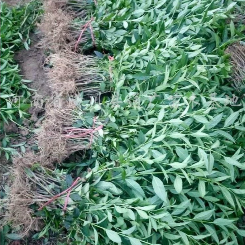 连翘树丛生连翘连翘球连翘树基地直销