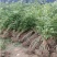连翘树丛生连翘连翘球连翘树基地直销