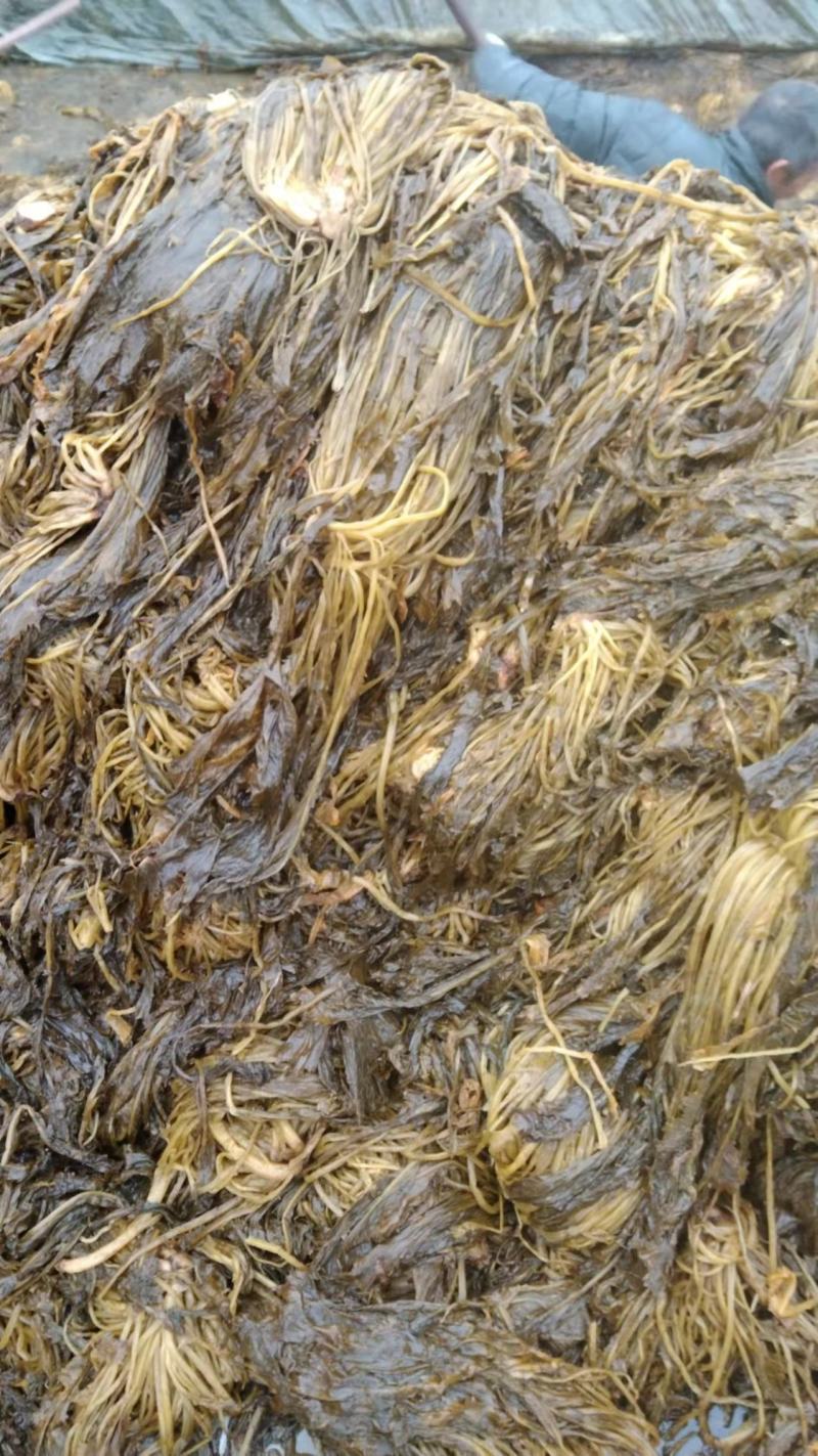 腌制雪里红腌制雪菜新鲜上市量大从优欢迎来电咨询