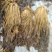 腌制雪里红腌制雪菜新鲜上市量大从优欢迎来电咨询