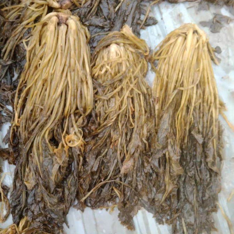 腌制雪里红腌制雪菜新鲜上市量大从优欢迎来电咨询