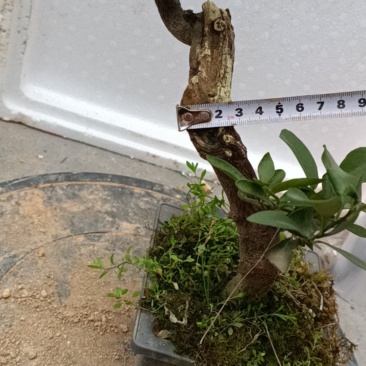 金豆盆景熟桩出售有要的联系我，，，，，，，