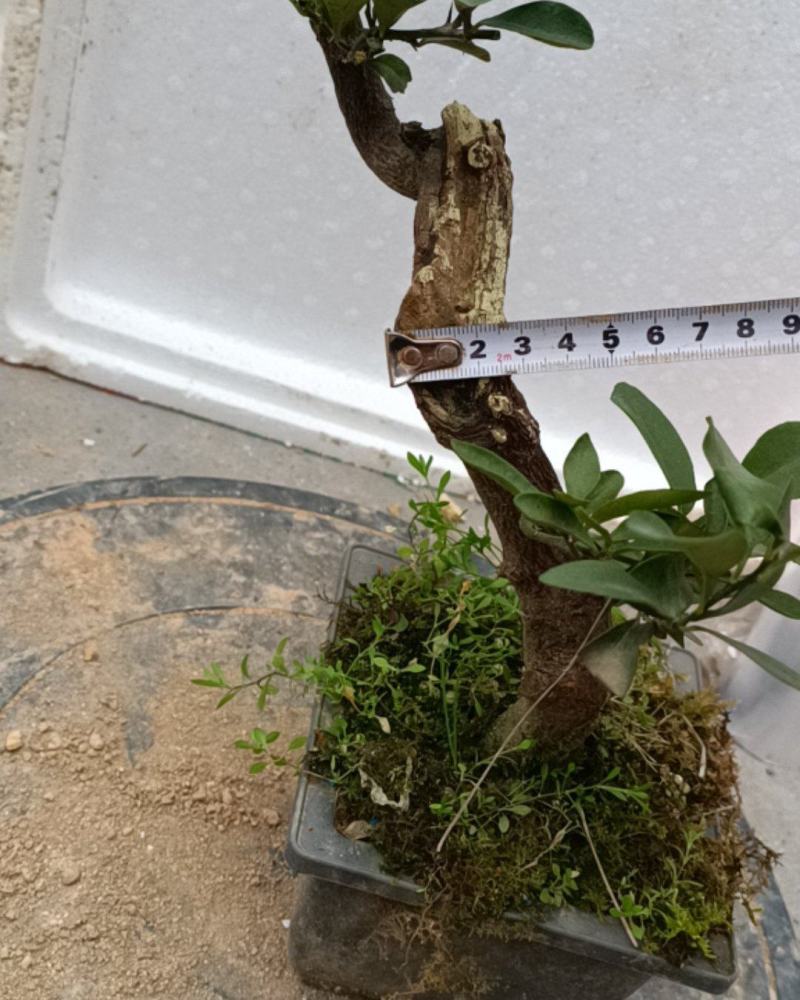 金豆盆景熟桩出售有要的联系我，，，，，，，