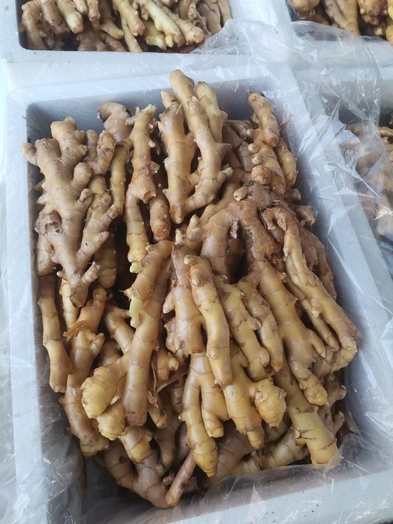 大姜，二黄姜，小姜仔姜