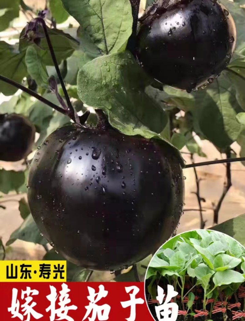早熟圆茄嫁接苗，黑亮圆球形，单果重750-1000克
