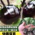 早熟圆茄嫁接苗，黑亮圆球形，单果重750-1000克
