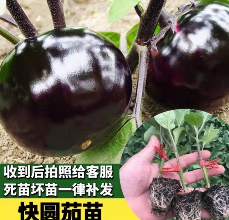 早熟圆茄嫁接苗，黑亮圆球形，单果重750-1000克