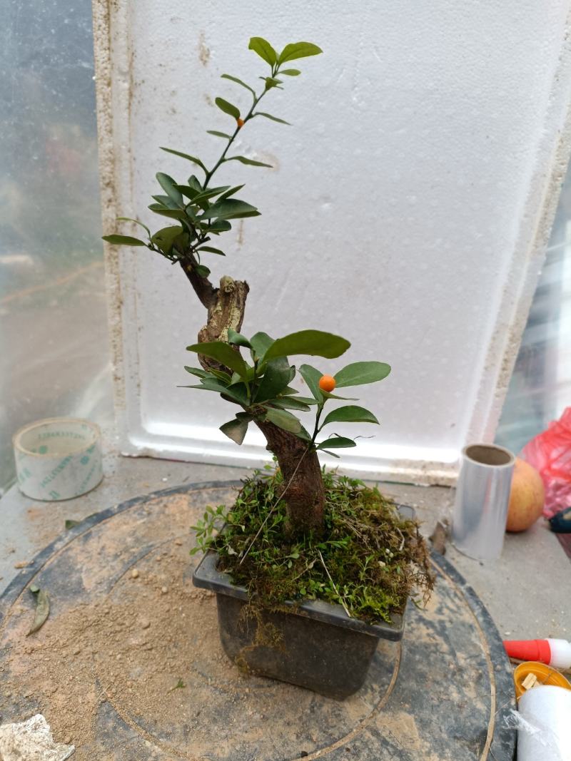金豆盆景熟桩出售有要的联系我，，，，，，，