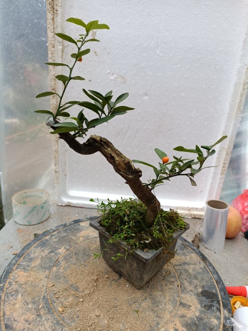 金豆盆景熟桩出售有要的联系我，，，，，，，