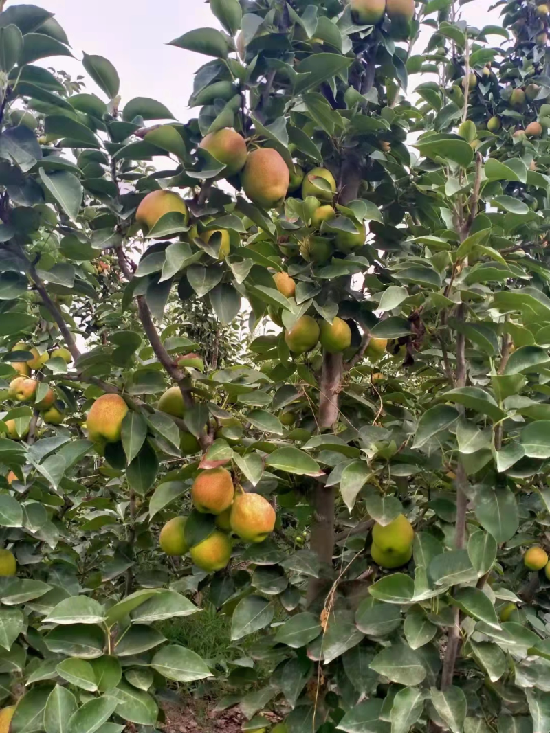 回头率高，库尔勒香梨，香梨，一件代发，新疆基地发货
