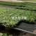 早熟圆茄嫁接苗，黑亮圆球形，单果重750-1000克
