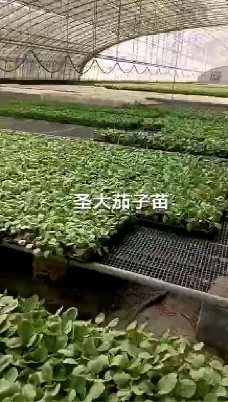 早熟圆茄嫁接苗，黑亮圆球形，单果重750-1000克