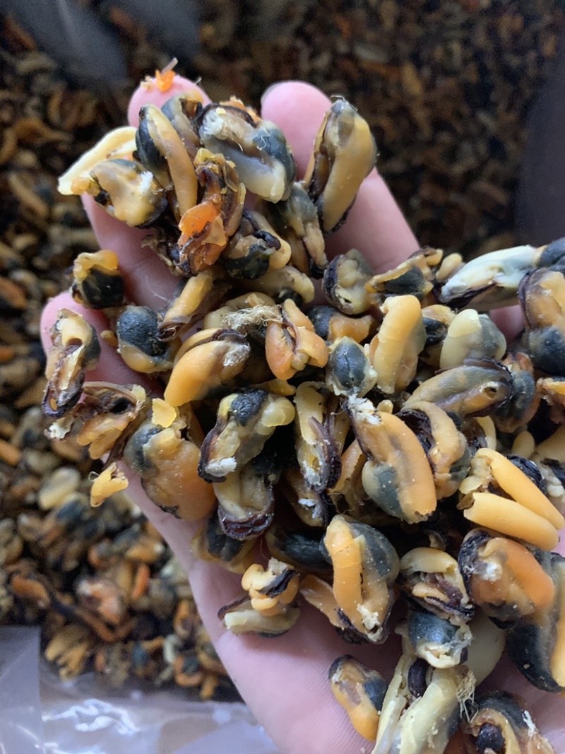 海虹淡菜干各种淡干海虹干大中小品种齐全