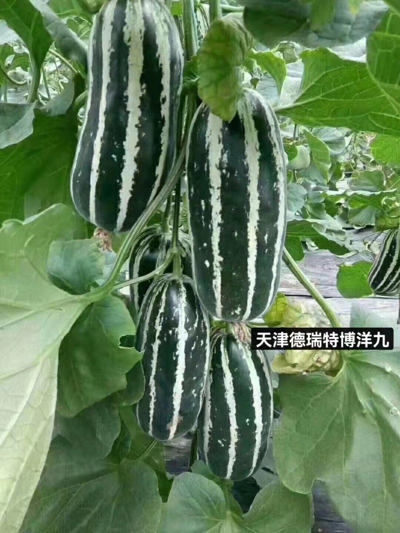 博洋九甜瓜种子正宗天津德瑞特甜瓜种子口感好糖度高