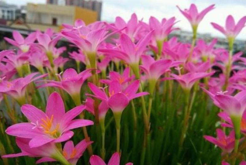 优选风雨兰四季开花重瓣风雨兰种球室内阳台花卉盆栽四季种球