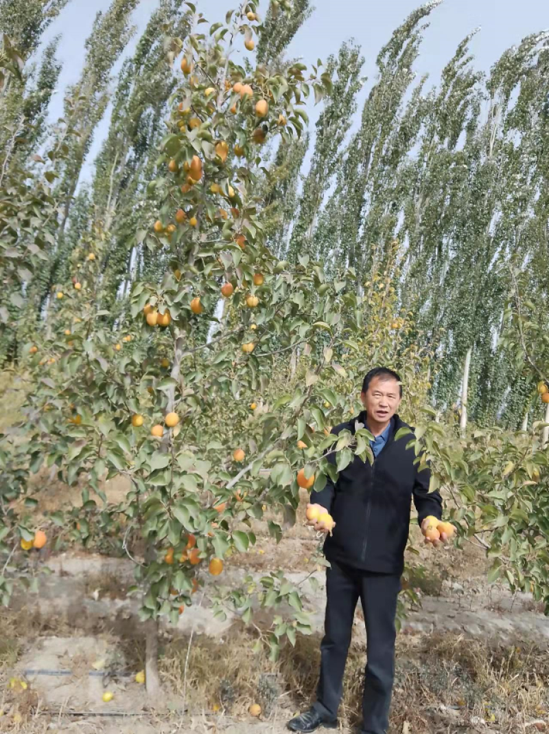回头率高，库尔勒香梨，香梨，一件代发，新疆基地发货