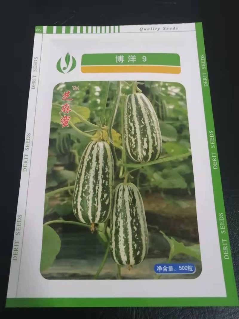 博洋九甜瓜种子正宗天津德瑞特甜瓜种子口感好糖度高