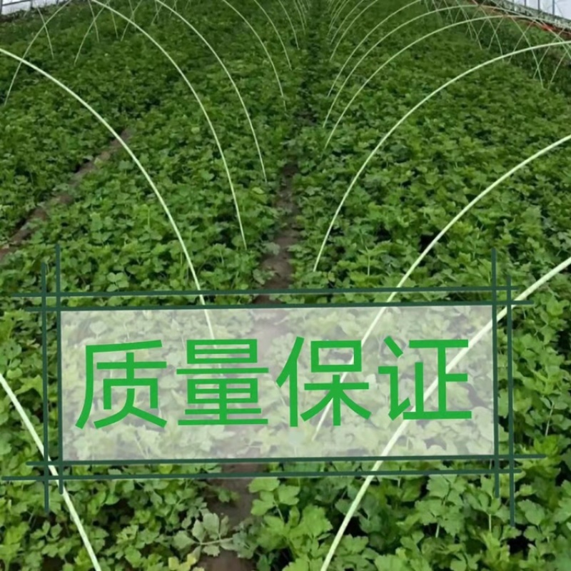 【推荐】玻璃纤维杆拱棚杆育苗棚架子保温支架弓子