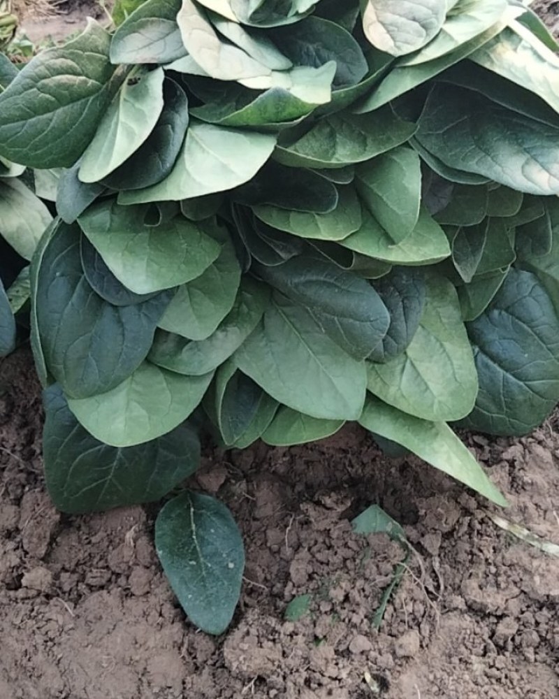 河南滑县大叶菠菜大量上市了，株高二十五公左右，大量有货