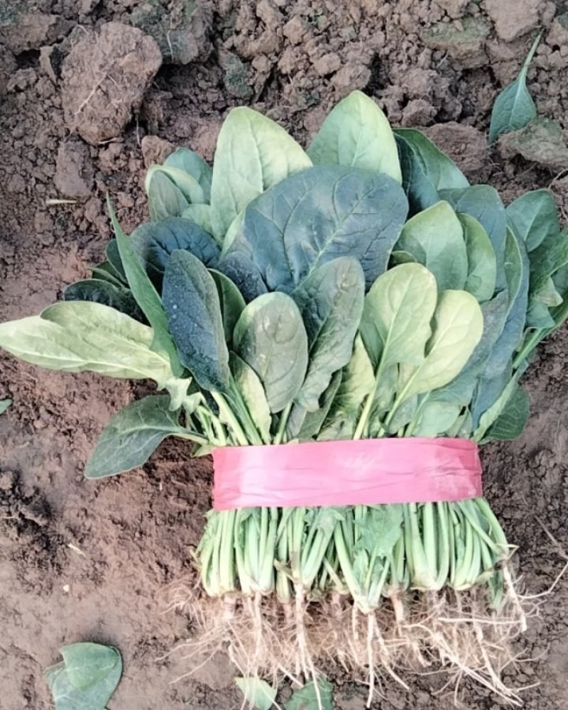河南滑县大叶菠菜大量上市了，株高二十五公左右，大量有货