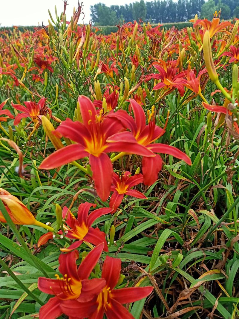 辽宁鞍山苗圃销售红花萱草，金娃娃萱草，大花萱草