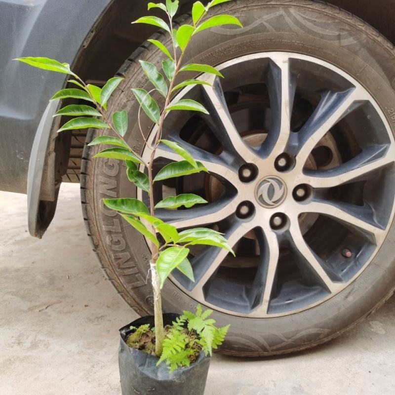 新品种奇楠沉香树苗正宗沉香苗黄花梨树苗品种优良包纯正包邮