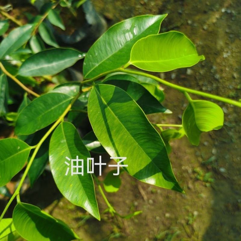新品种奇楠沉香树苗正宗沉香苗黄花梨树苗品种优良包纯正包邮