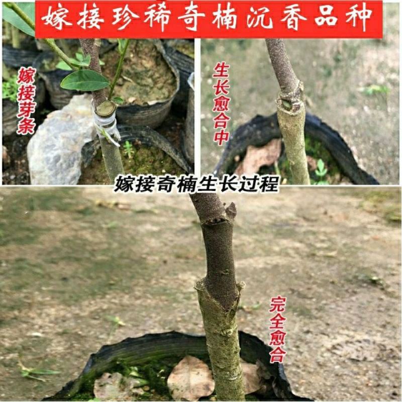 新品种奇楠沉香树苗正宗沉香苗黄花梨树苗品种优良包纯正包邮