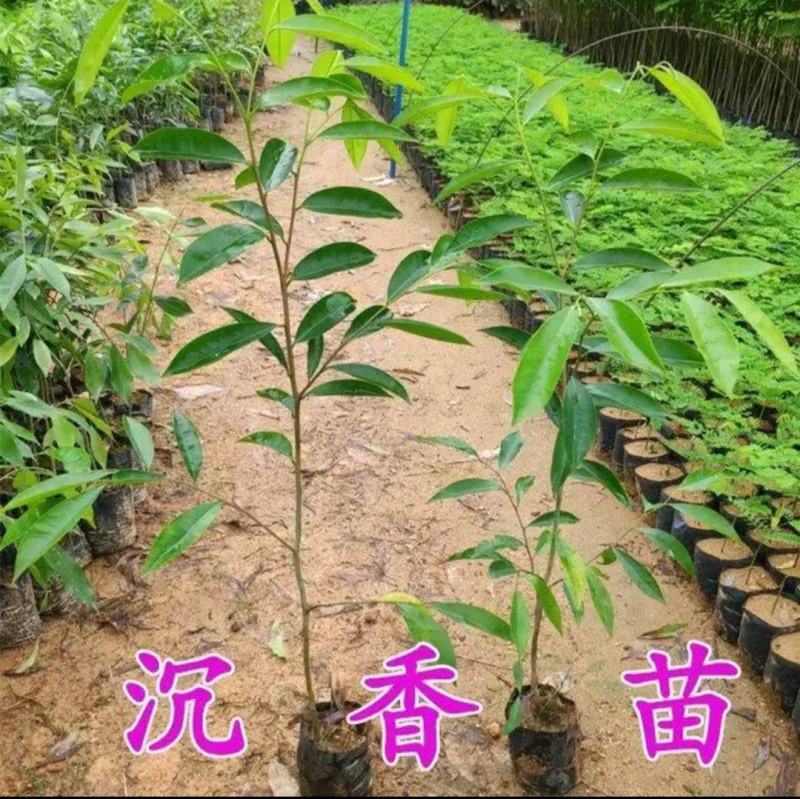新品种奇楠沉香树苗正宗沉香苗黄花梨树苗品种优良包纯正包邮